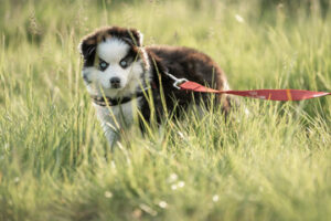 Pomsky Puppies